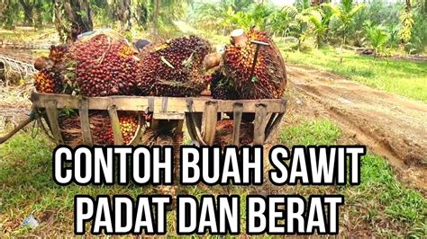 TANDAN BUAH SAWIT PADAT DAN BERAT KERJA LANGSIR SAWIT MUAT BUAH SAWIT