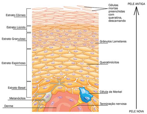 Qual A Função Da Epiderme - Epiderme - O que é, função, camadas da pele, anatomia, células