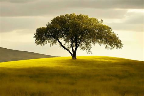 Mustard Tree Stock Photos, Images and Backgrounds for Free Download