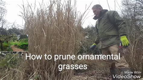 How To Prune Ornamental Grasses Youtube