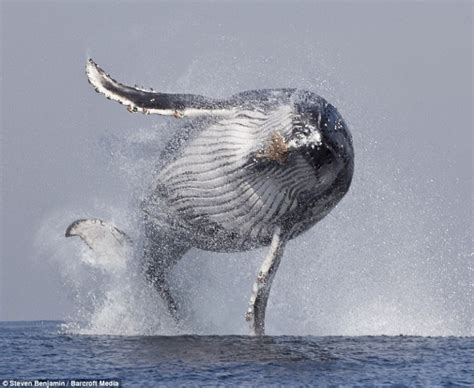 Rare Photo D Une Baleine Hors De L Eau