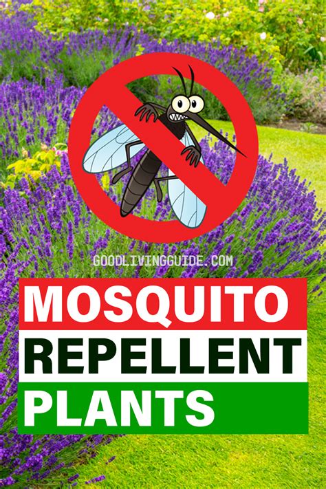 The Very Best Mosquito Repellent Plants Good Living Guide