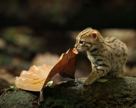 BBC Shares Video Of The Worlds Smallest Cat And Now We Can Peep At