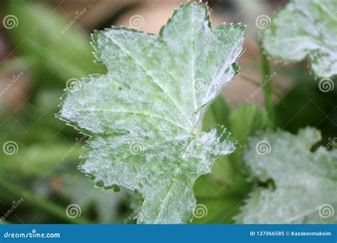 Powdery Mildew Ecaused By Podosphaera Aphanis On Green Leaf Of