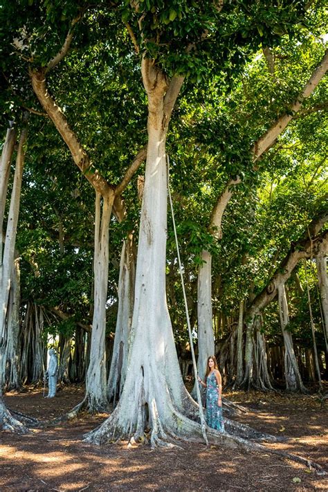 The Majestic Banyan Tree