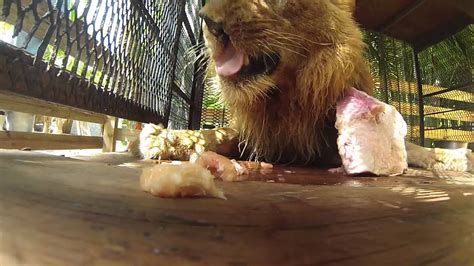 Gopro Lion Eating Youtube