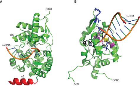 Structure And Rna Binding Of Lassa Virus Nucleoprotein Lasv Np A