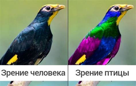 Как птицы видят этот мир по сравнению с человеческим зрением
