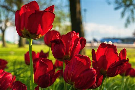 Red tulips on Behance