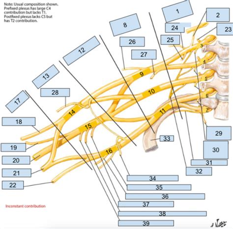 Brachial Plexus Flashcards Quizlet