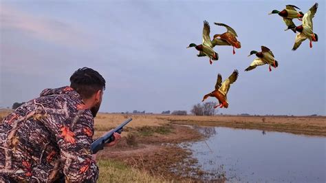 Cacer A De Patos Una Actividad Apasionante En La Naturaleza Dia De Pesca