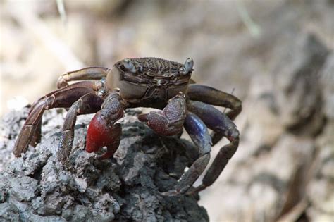 Adventures With The Naked Hermit Crabs Free Nature Walk At Chek Jawa