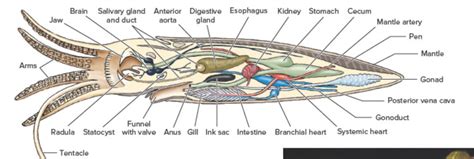 Squid Anatomy Diagram | Quizlet