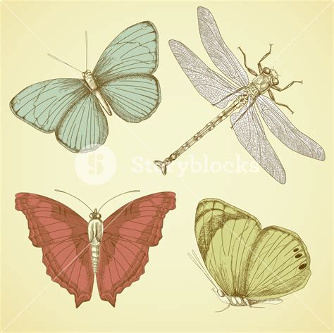 Vintage Butterfly Illustration