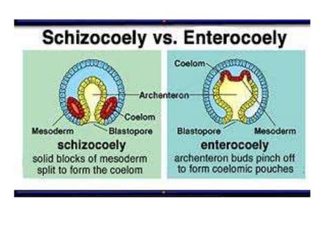 Coelom formation in protostomes and deuterostomes and types of coelom