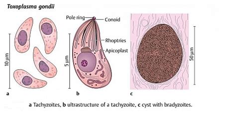 Toxoplasma Gondii Life Cycle Morphology Mode Of Transmission