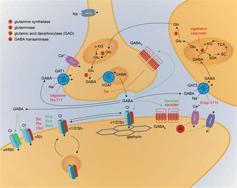 GABAergic Synapse Wiki