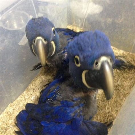 Baby Hyacinth Macaw Parrots For Sale Exoticglobalbirdsfarm