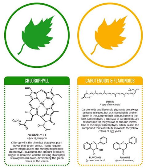 Plant Life Photosynthetic Light Absorption