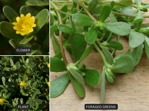 11 Wild Edible Plants Growing Unnoticed Around You