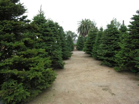 Family Christmas Tree Farm - 92021 El Cajon 300 Pepper Drive