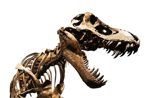 8 of Most Complete Dinosaur Fossils Ever Discovered - A-Z Animals