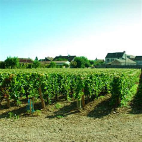 Grands Vins De Bourgogne Meursault Avec Le Domaine Bernard Delagrange