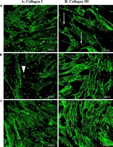 Immunofluorescence Staining Of Collagen In Monolayer Cu Open I