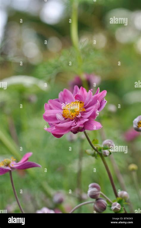 Japanese Anemone Anemone Hupehensis Var Japonica Pamina Stock Photo