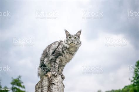 Silver Tabby Maine Coon Cat Sitting On Birch Tree Stump Outdoors