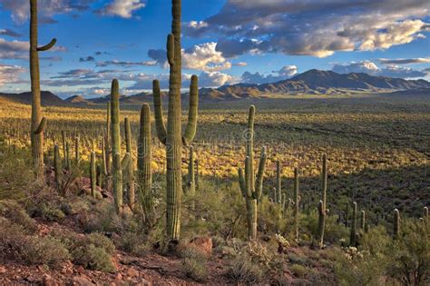 Sonoran Desert Stock Photo Image Of Natural Landmark 158389626