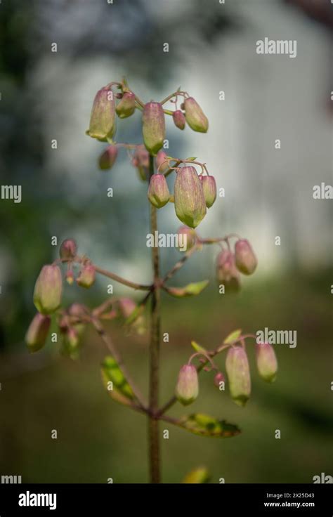 Succulent Plant Bryophyllum Pinnatum Stock Photo Alamy