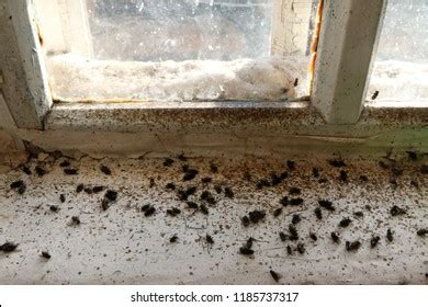 Numerous Dead Flies On Window Sill Stock Photo 1185737317 | Shutterstock