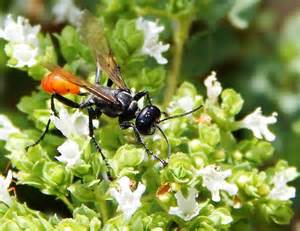 Thread Waisted Wasp On Marjoram Flowers Prionyx Bugguide Net