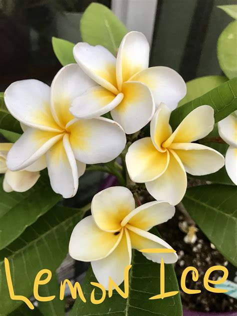 Lemon Ice Pua Frangipani Natural Beauty Lemon Tropical Plants