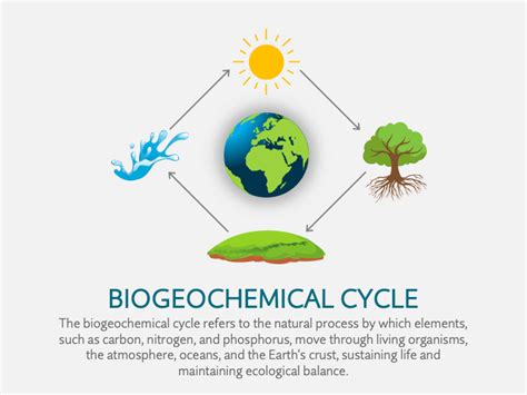 Diagram Of Biogeochemical Cycle Biogeochemical Biosphere Atm