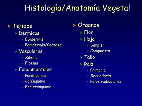 PDF Histología Anatomía Vegetal organografia unileon esorganografia