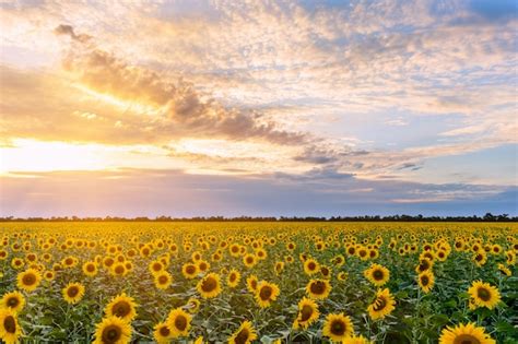 Campo Di Girasoli Fioriti Su Un Tramonto Di Sfondo Foto Premium