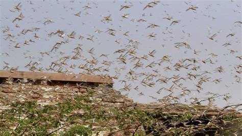 Locust Swarms Attack Parts Of Lucknow City Times Of India Videos