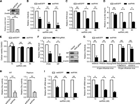 IPAN Knockdown Specifically Impairs IAV Replication And Reduces Viral