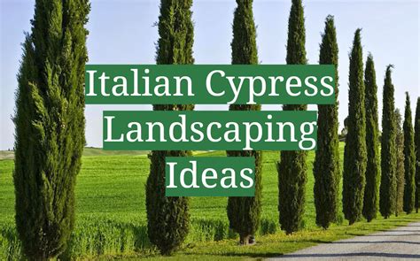 Italian Cypress Landscaping Ideas GardenProfy