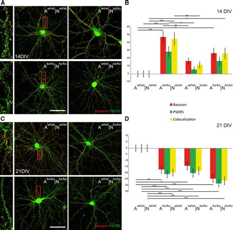 Synaptic Puncta Expression In Primary Hippocampal Neuron Astrocyte