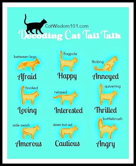 Cat Tail Language What Is Kitty Trying To Tail You The Fluffy Kitty