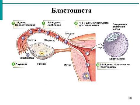 Эмбриология человека 1 Фазы оплодотворения 1 Сближение