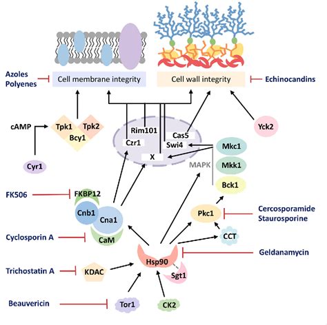 Figure 1 From The Role Of Candida Albicans Stress Response Pathways In