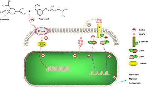 Combinative Effects Of Elemene And Propranolol On The Proliferation