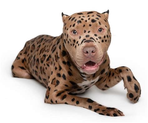 Leopard Pitbull, Merle & Leopard Bully Breeds: A Deep Dive!