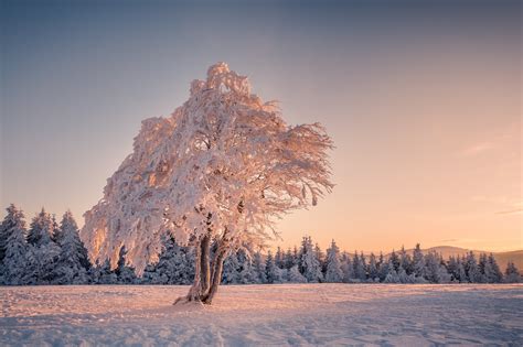 Sunlight Trees Landscape Sunset Night Nature Reflection Sky