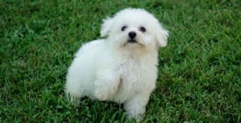 Bichon Frise Puppies For Sale Arizona Mills Tempe Az