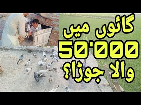 Chachy Ny 50 Hazar Kabotar Ka Mang Liya Asim Saeed Pigeons YouTube